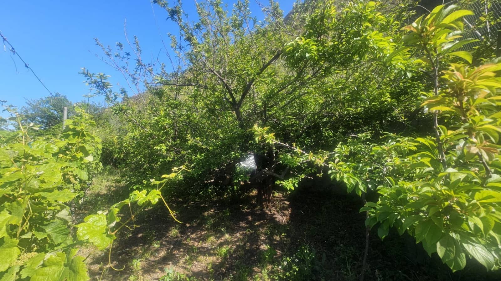 Finca/Hus på landet till salu i Guimar - 240 000 € (Ref: 9020644)