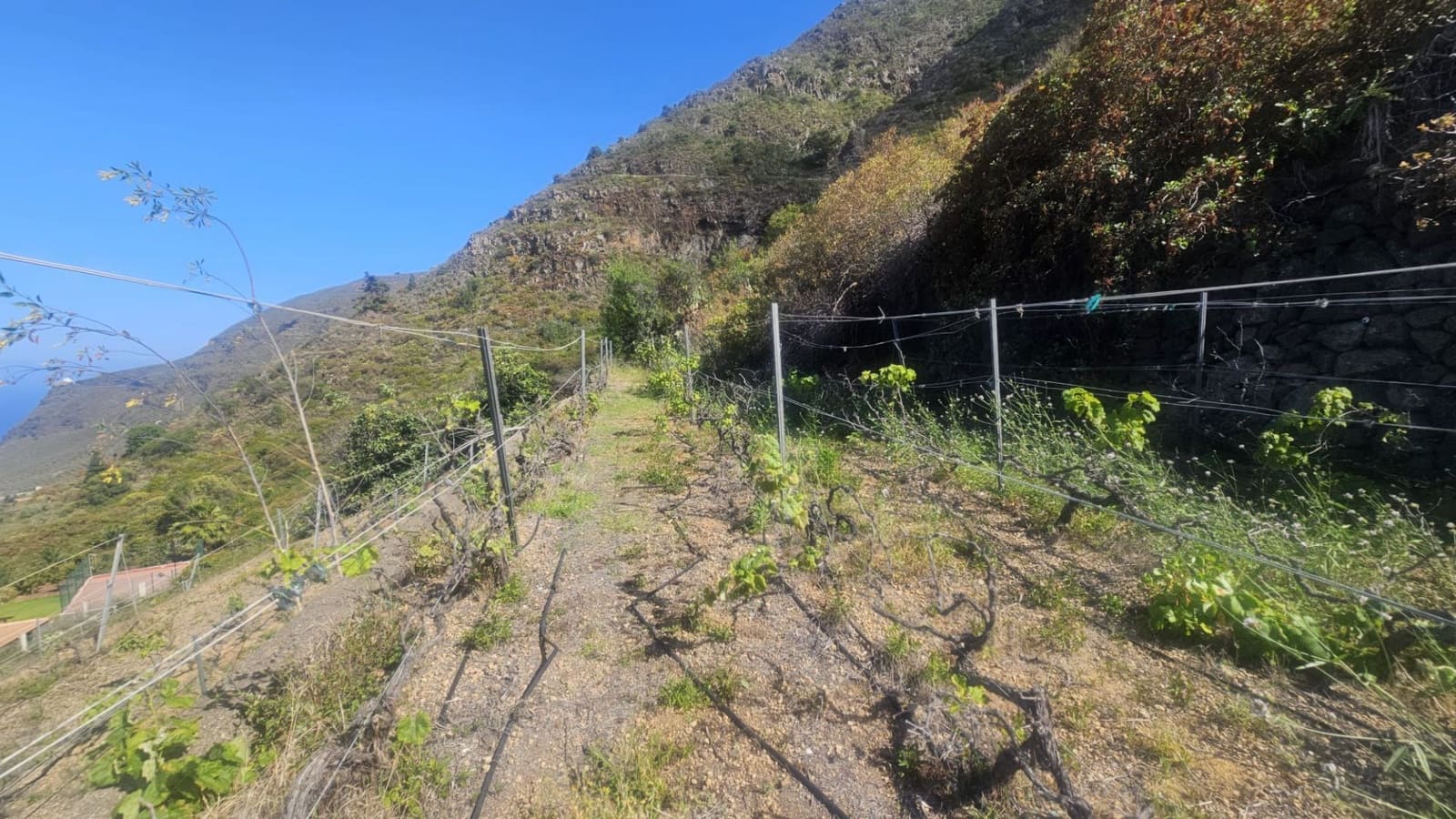 Finca/Hus på landet till salu i Guimar - 240 000 € (Ref: 9020644)