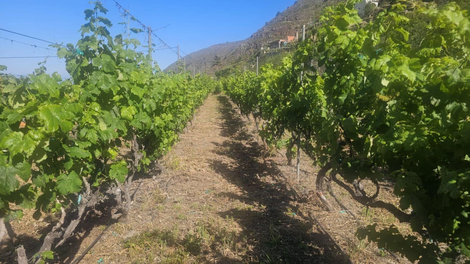 Finca/Hus på landet till salu i Guimar - 240 000 € (Ref: 9020644)