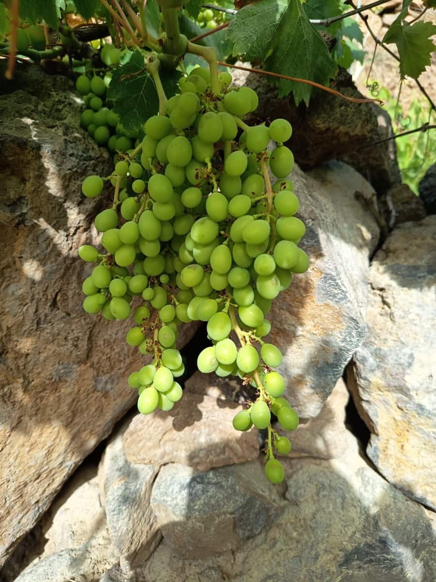 Finca/Landehus til salg i Villa de Arico - € 300.000 (Ref: 9145264)