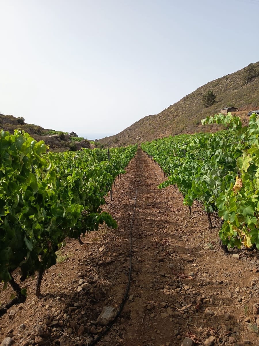 Finca/Landehus til salg i Villa de Arico - € 300.000 (Ref: 9145264)