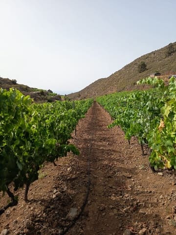 Finca/Landehus til salg i Villa de Arico, Arico - € 300.000 (Ref: 9145264)