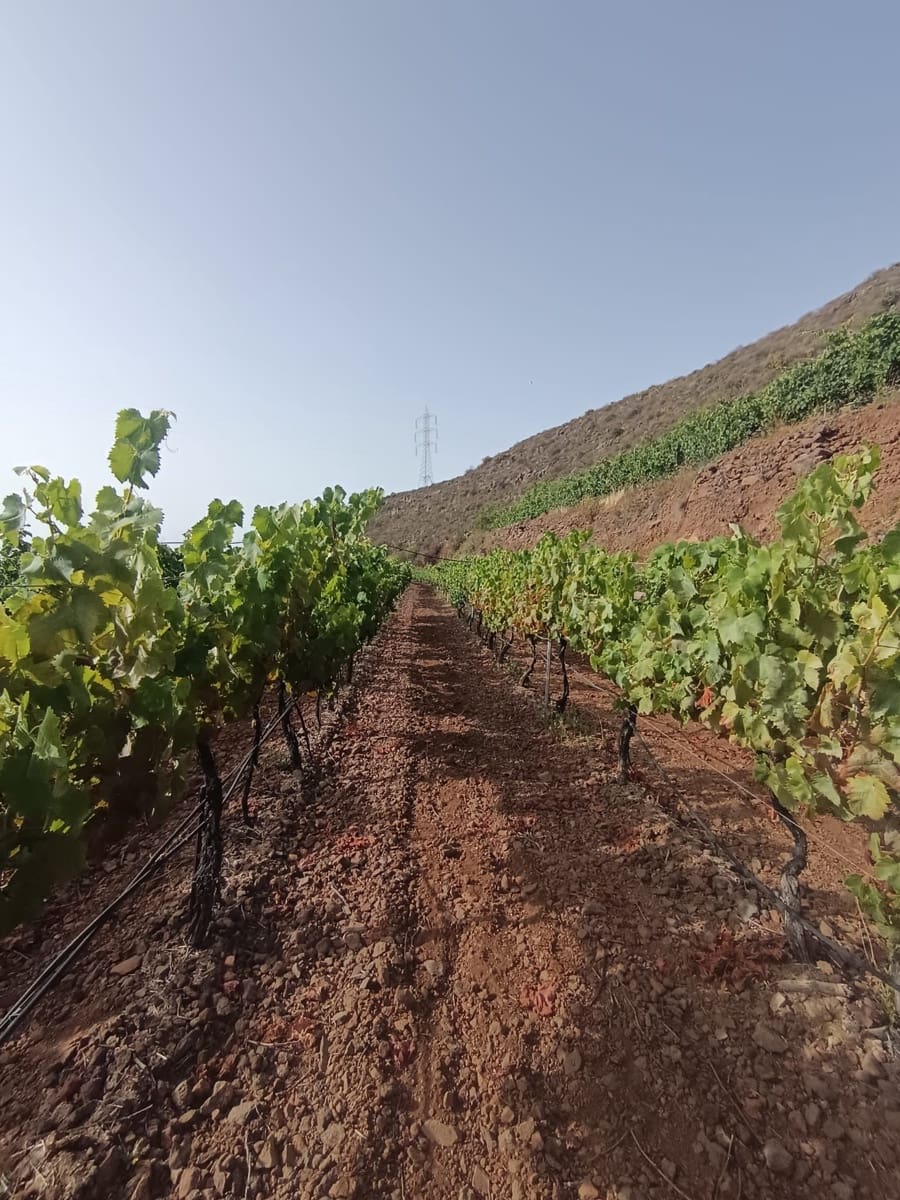 Finca/Landehus til salg i Villa de Arico - € 300.000 (Ref: 9145264)