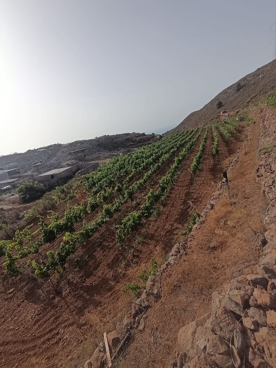 Finca/Landehus til salg i Villa de Arico - € 300.000 (Ref: 9145264)