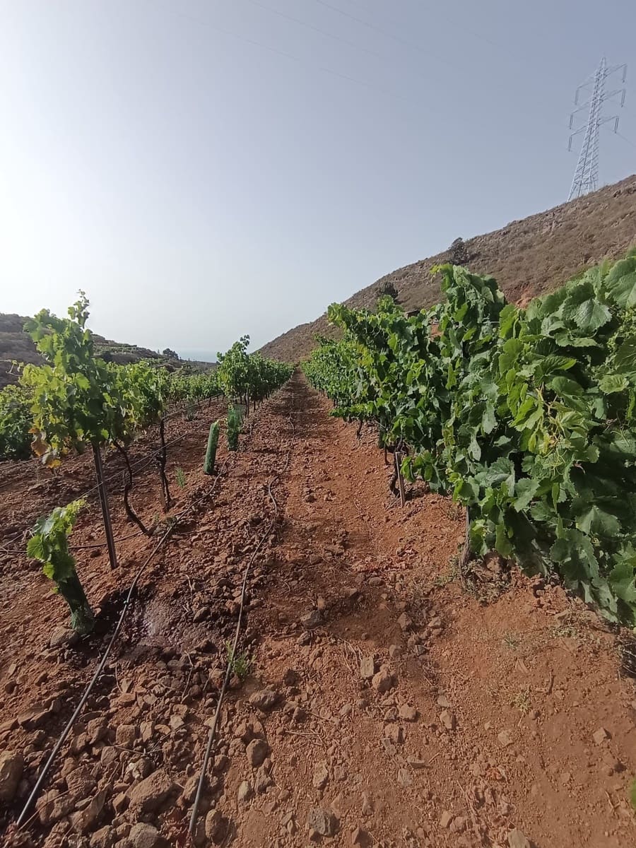 Finca/Landehus til salg i Villa de Arico - € 300.000 (Ref: 9145264)