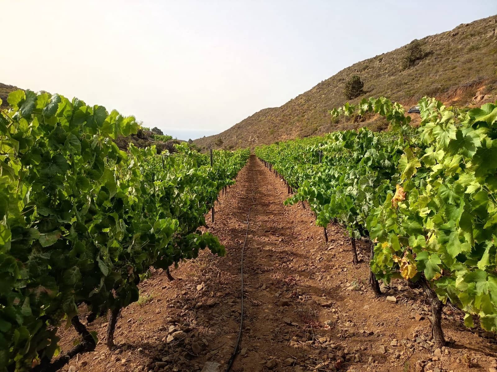 Finca/Landehus til salg i Villa de Arico - € 300.000 (Ref: 9145264)