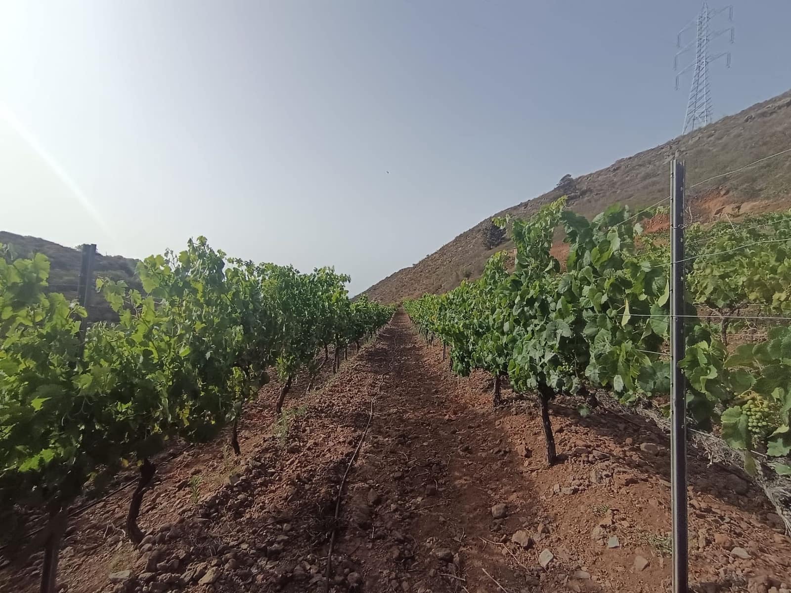 Finca/Landehus til salg i Villa de Arico - € 300.000 (Ref: 9145264)