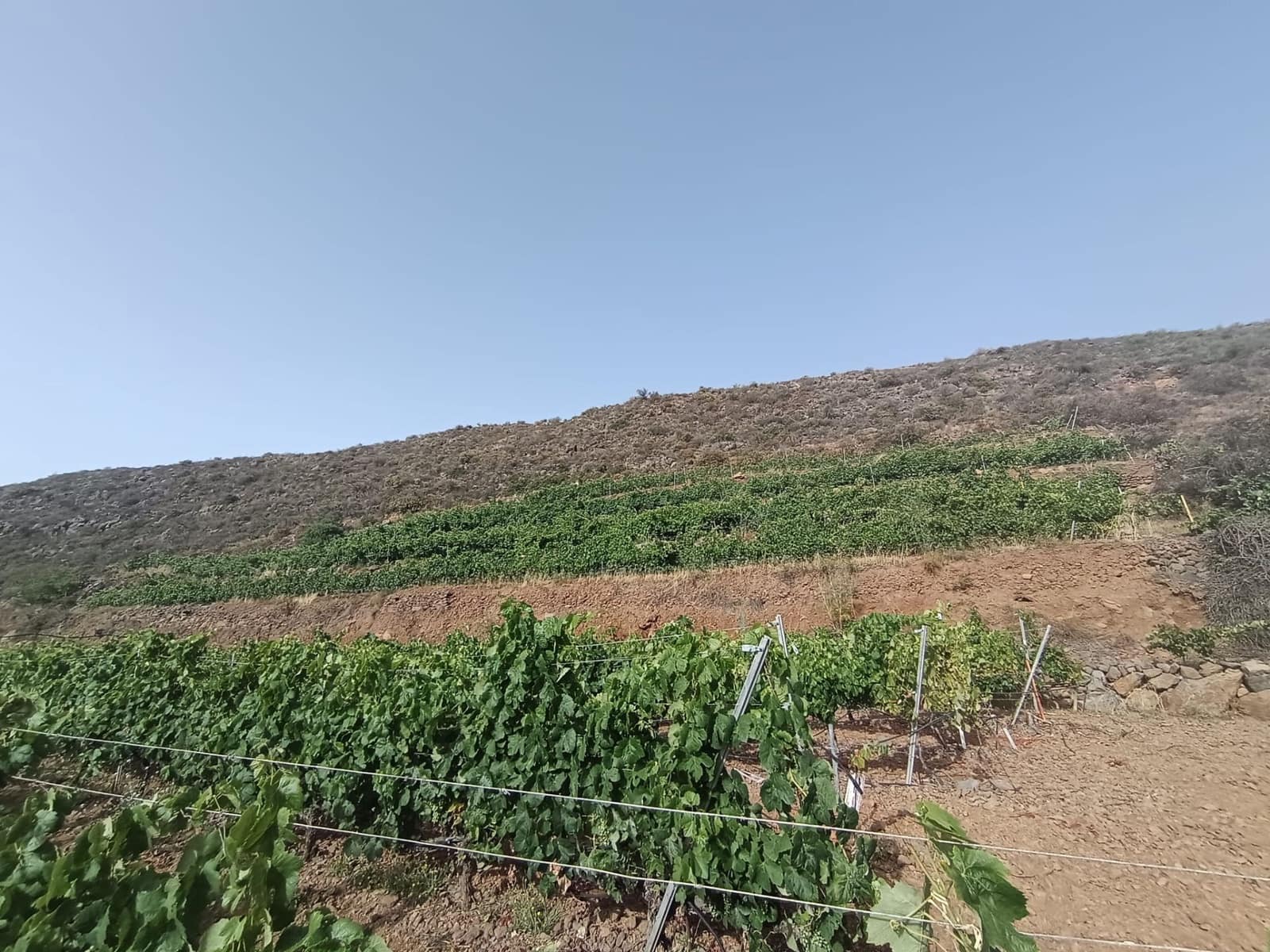 Finca/Landehus til salg i Villa de Arico - € 300.000 (Ref: 9145264)