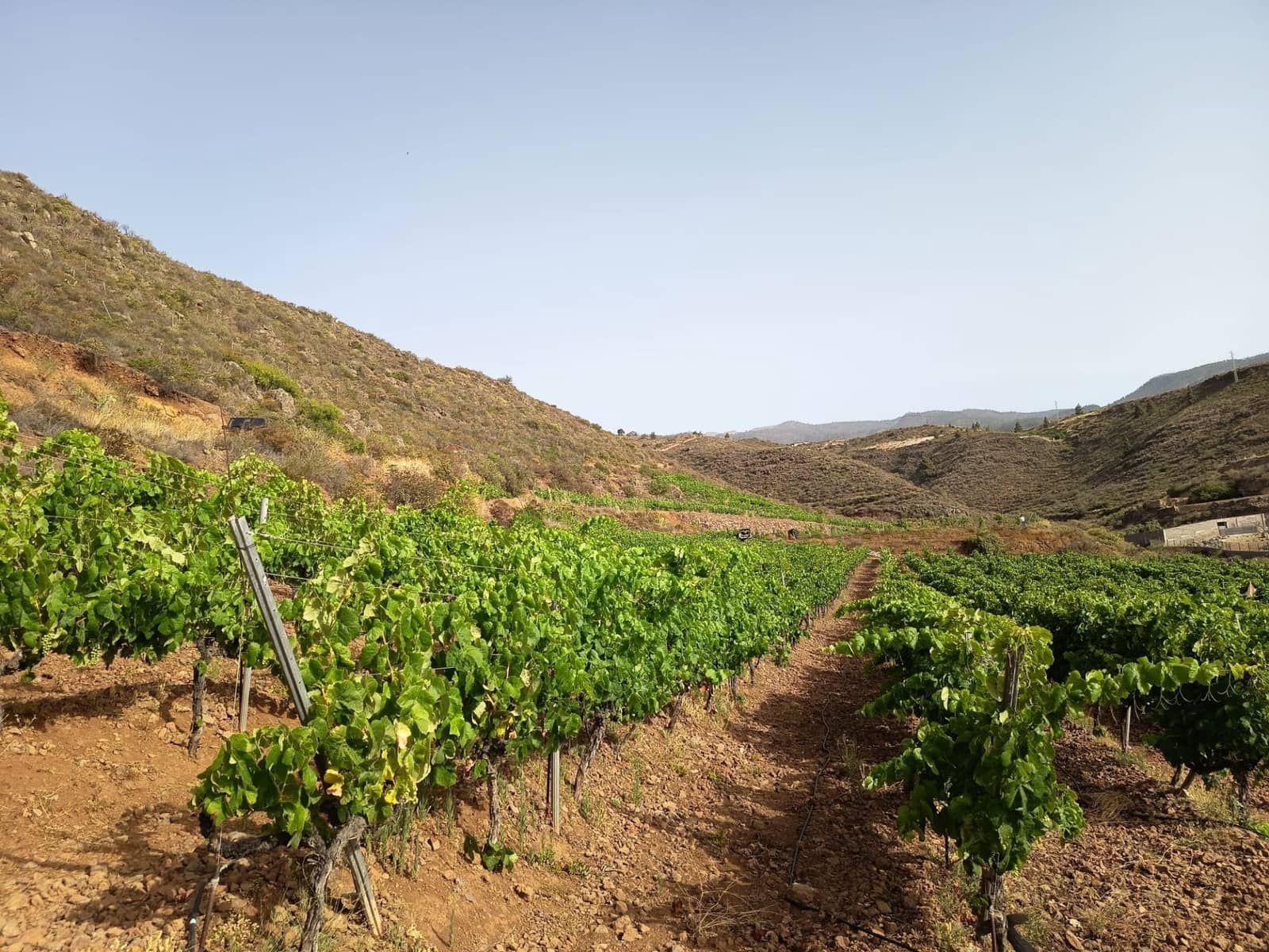 Finca/Landehus til salg i Villa de Arico - € 300.000 (Ref: 9145264)