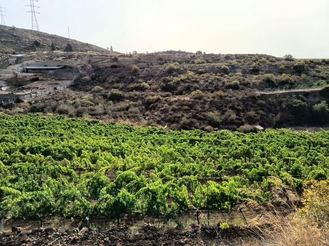 Finca/Landehus til salg i Villa de Arico, Arico - € 300.000 (Ref: 9145264)