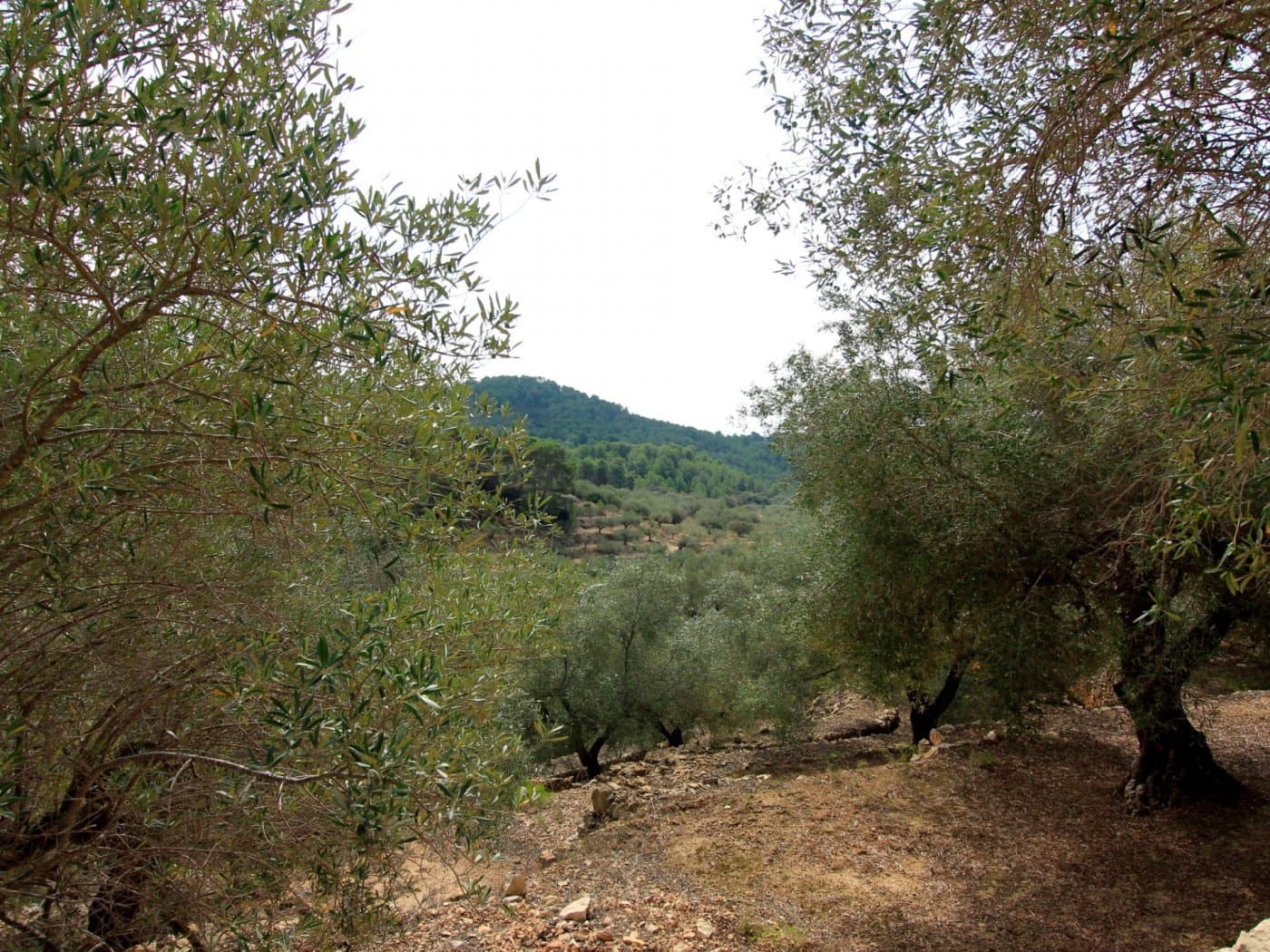 3 chambre Finca/Maison de Campagne à vendre à El Perello - 345 000 € (Ref: 10159736)