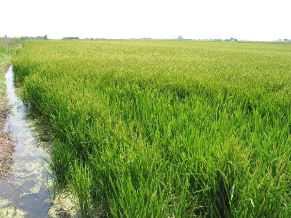 Grunde uden byggetilladelser til salg i Deltebre - € 67.600 (Ref: 7264177)