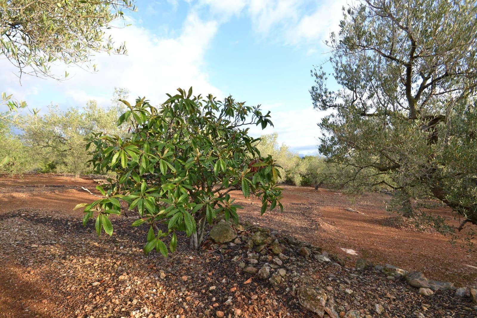 1 soverom Finca/Herregård til salgs i El Perello med garasje - € 45 000 (Ref: 8539610)