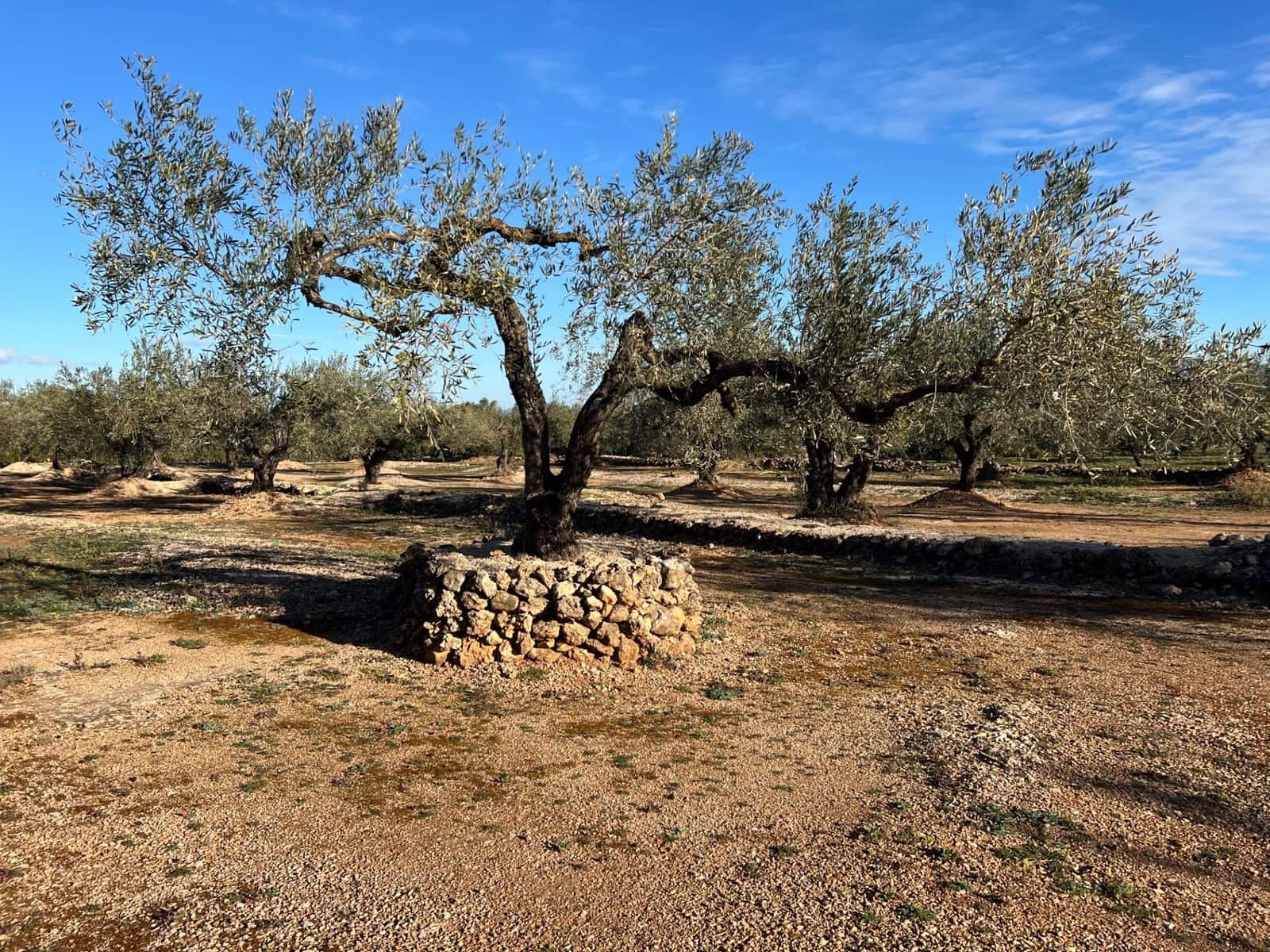 Terre non Aménagée à vendre à El Perello - 35 000 € (Ref: 8778557)