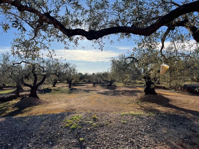 Undeveloped Land for sale in El Perelló - € 35,000 (Ref: 8778557)