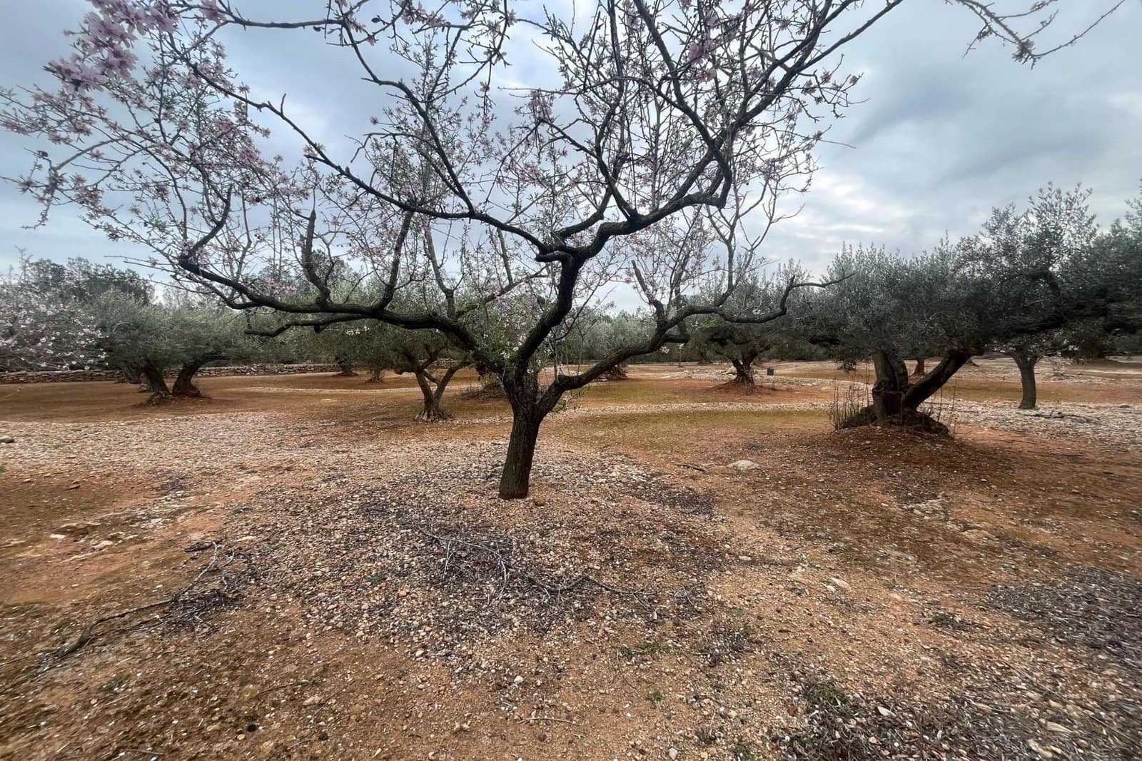 Finca/Herregård til salgs i L'Ampolla - € 56 000 (Ref: 8854796)