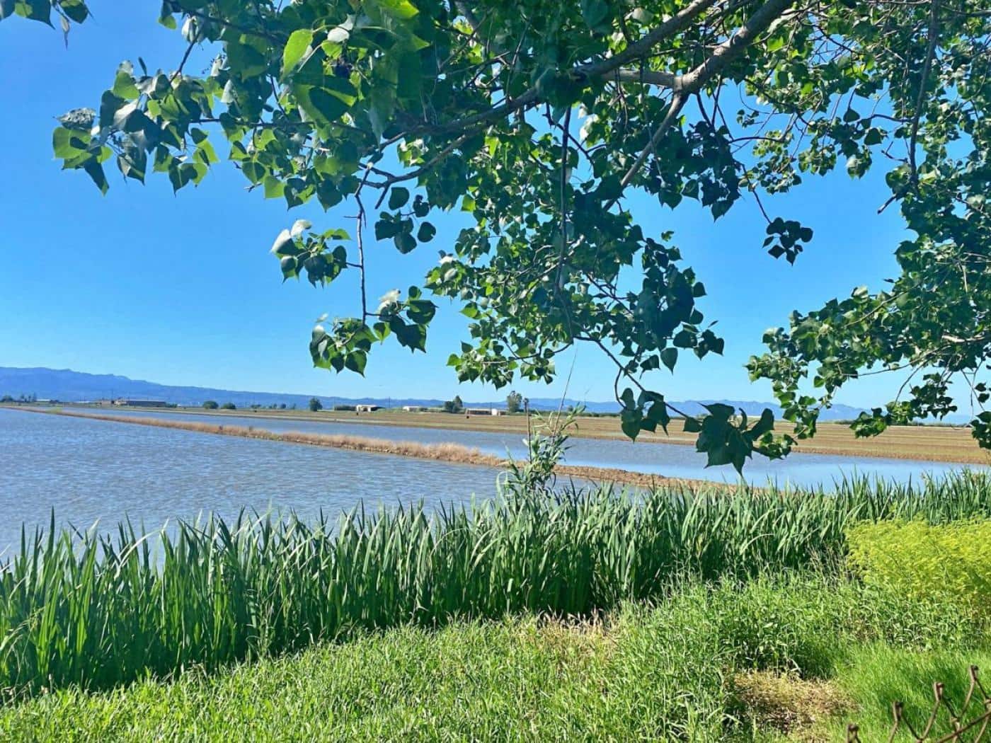 3 chambre Finca/Maison de Campagne à vendre à Deltebre - 235 000 € (Ref: 9034443)