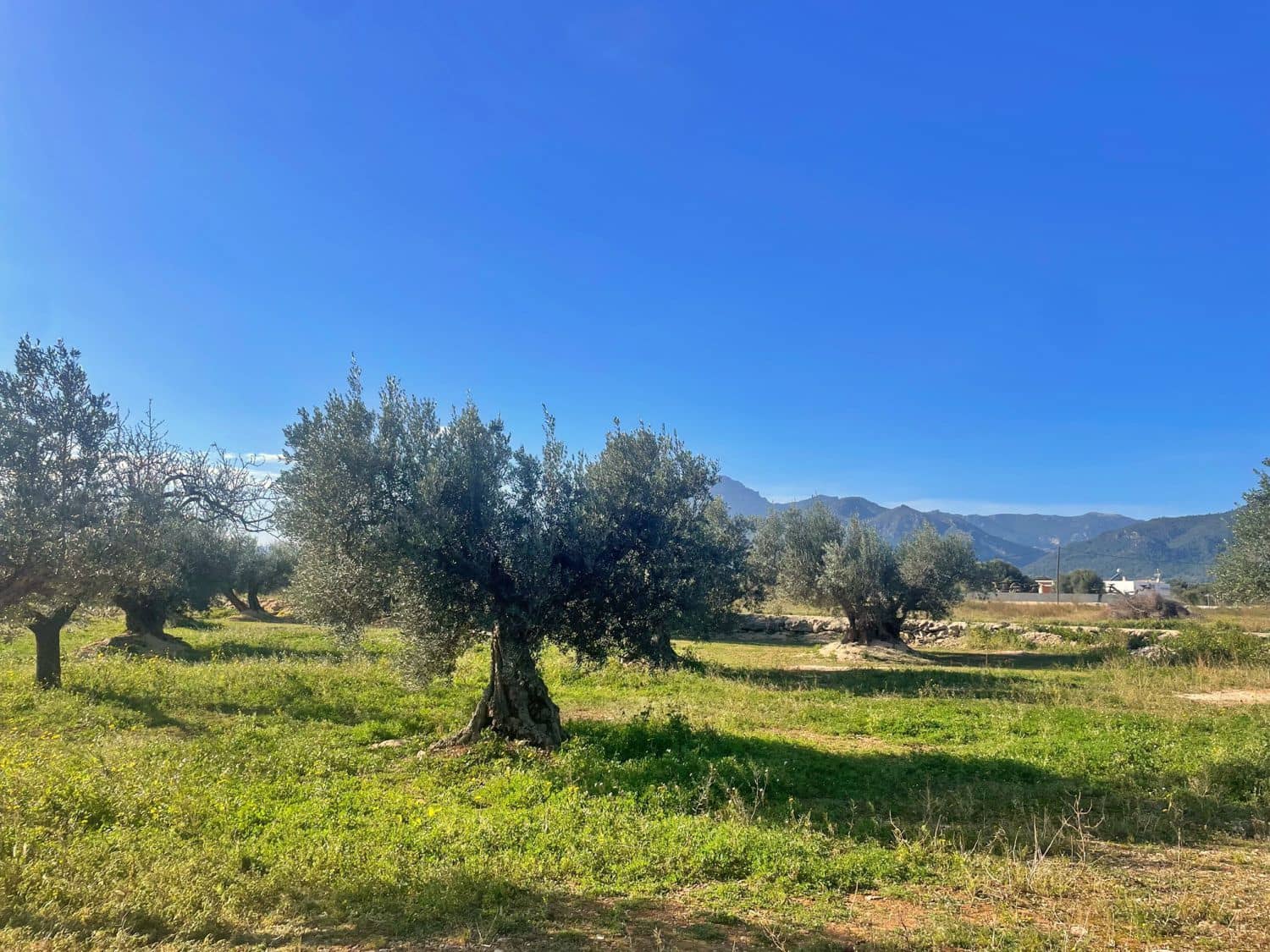 1 soverom Finca/Herregård til salgs i Aldover - € 42 500 (Ref: 9482035)