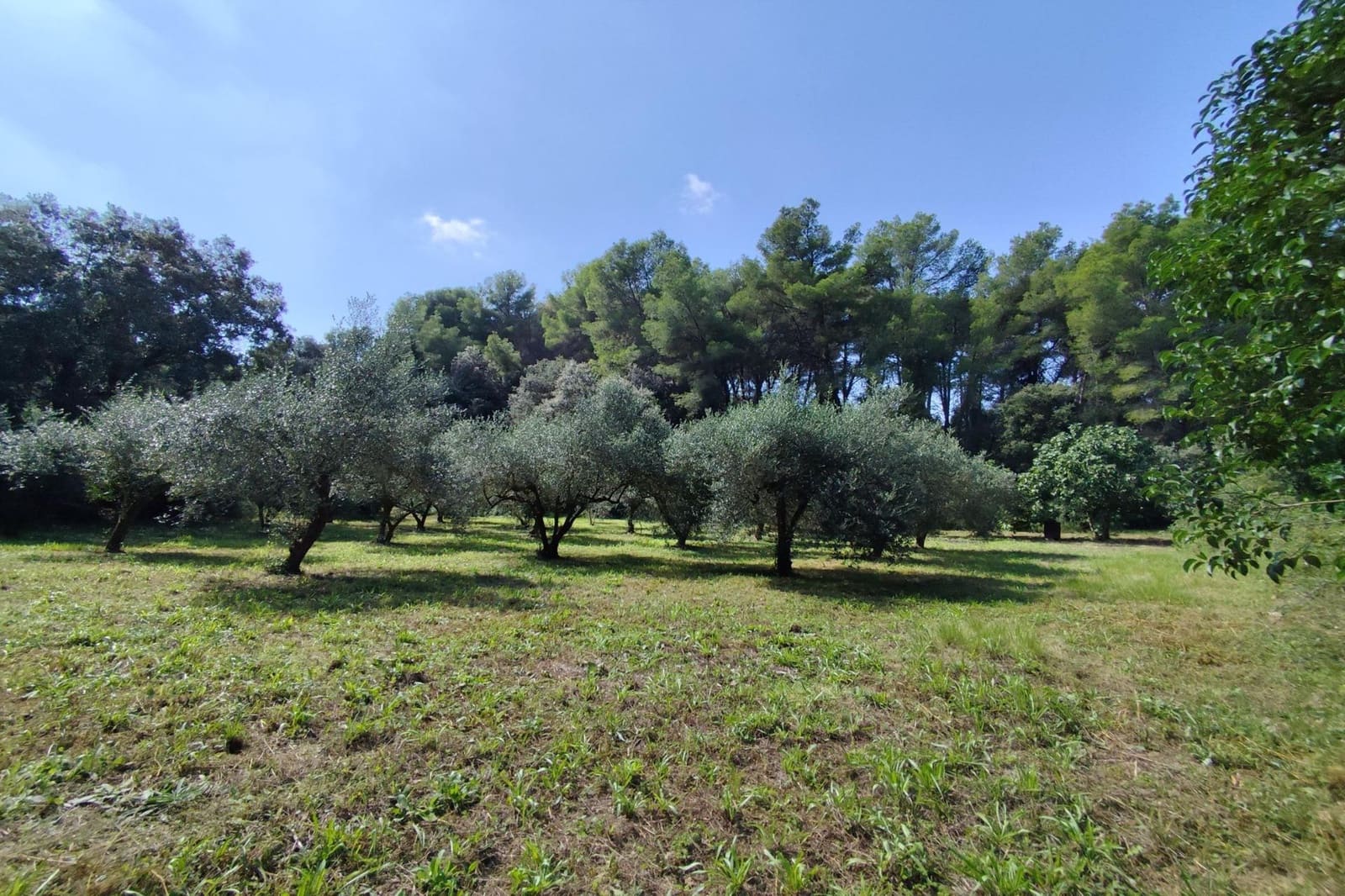 4 sovrum Finca/Hus på landet till salu i Castellet i la Gornal - 380 000 € (Ref: 9499017)