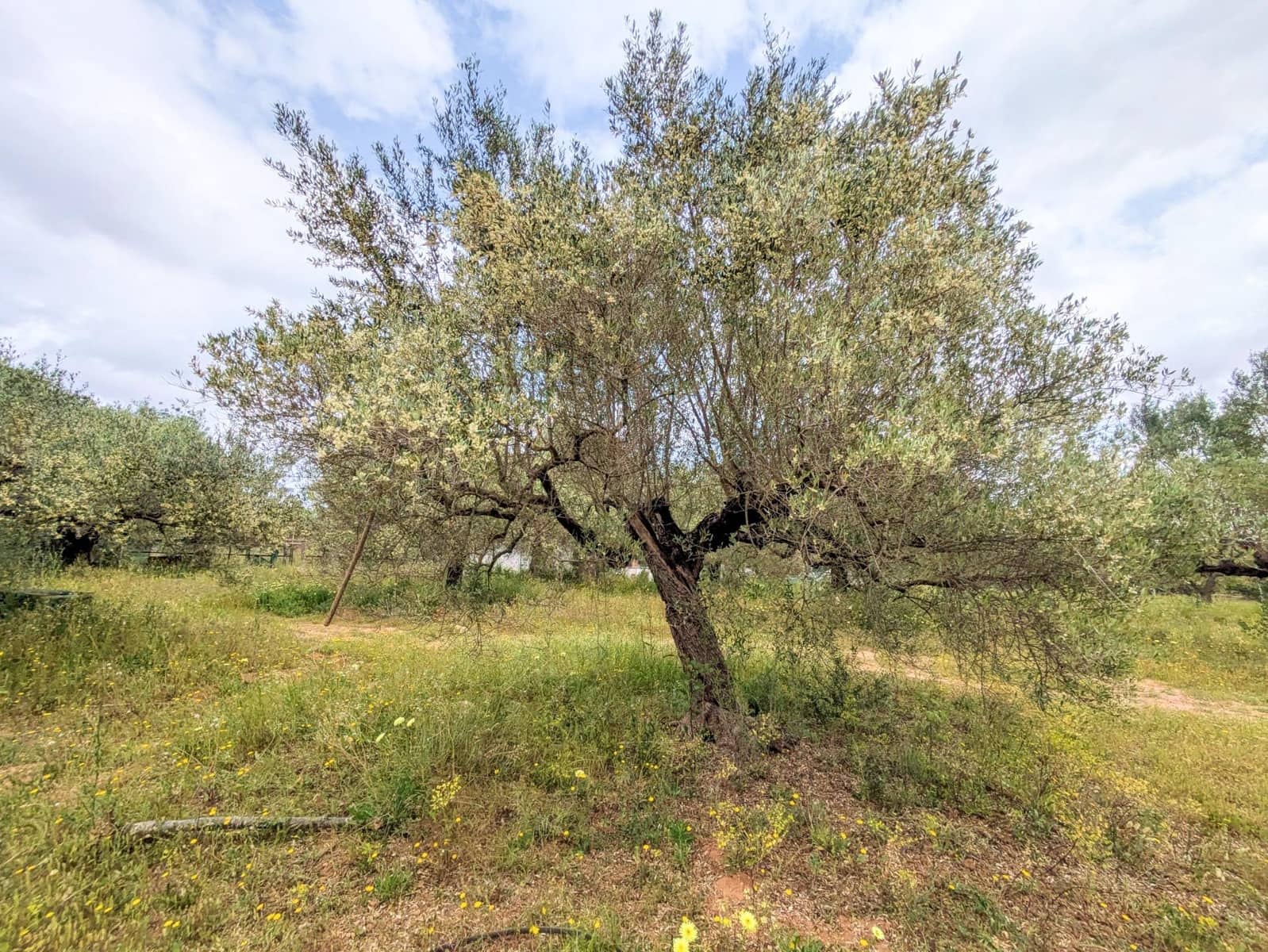 Finca/Casa Rural de 1 habitación en Amposta en venta - 153.000 € (Ref: 9979793)