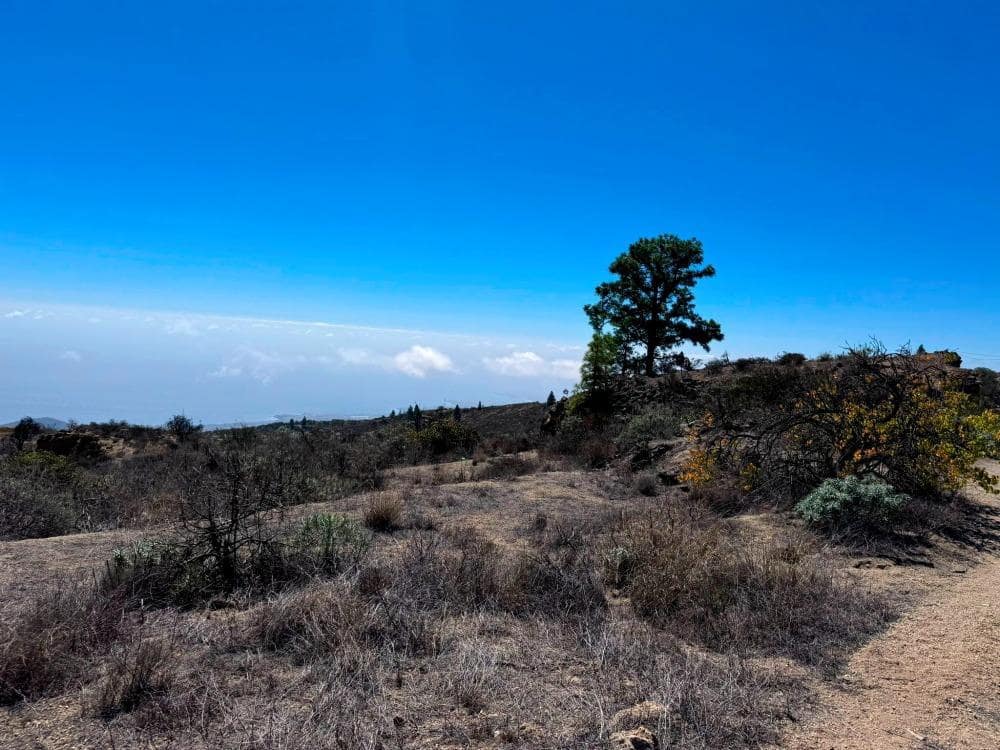 Mark till salu i Fasnia - 65 000 € (Ref: 8557775)