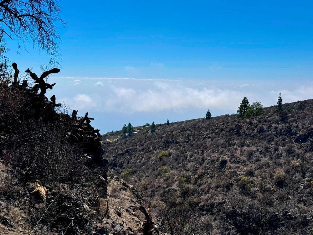 Mark till salu i Fasnia - 65 000 € (Ref: 8557775)