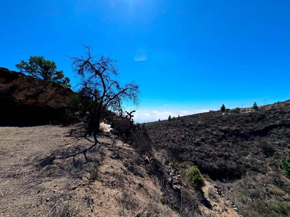 Mark till salu i Fasnia - 65 000 € (Ref: 8557775)