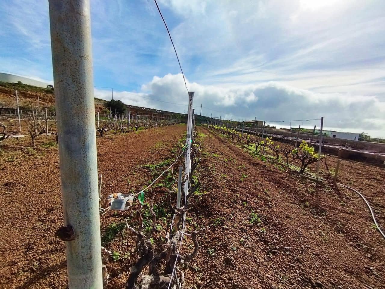 Grunde uden byggetilladelser til salg i El Rio de Arico - € 156.000 (Ref: 8557782)