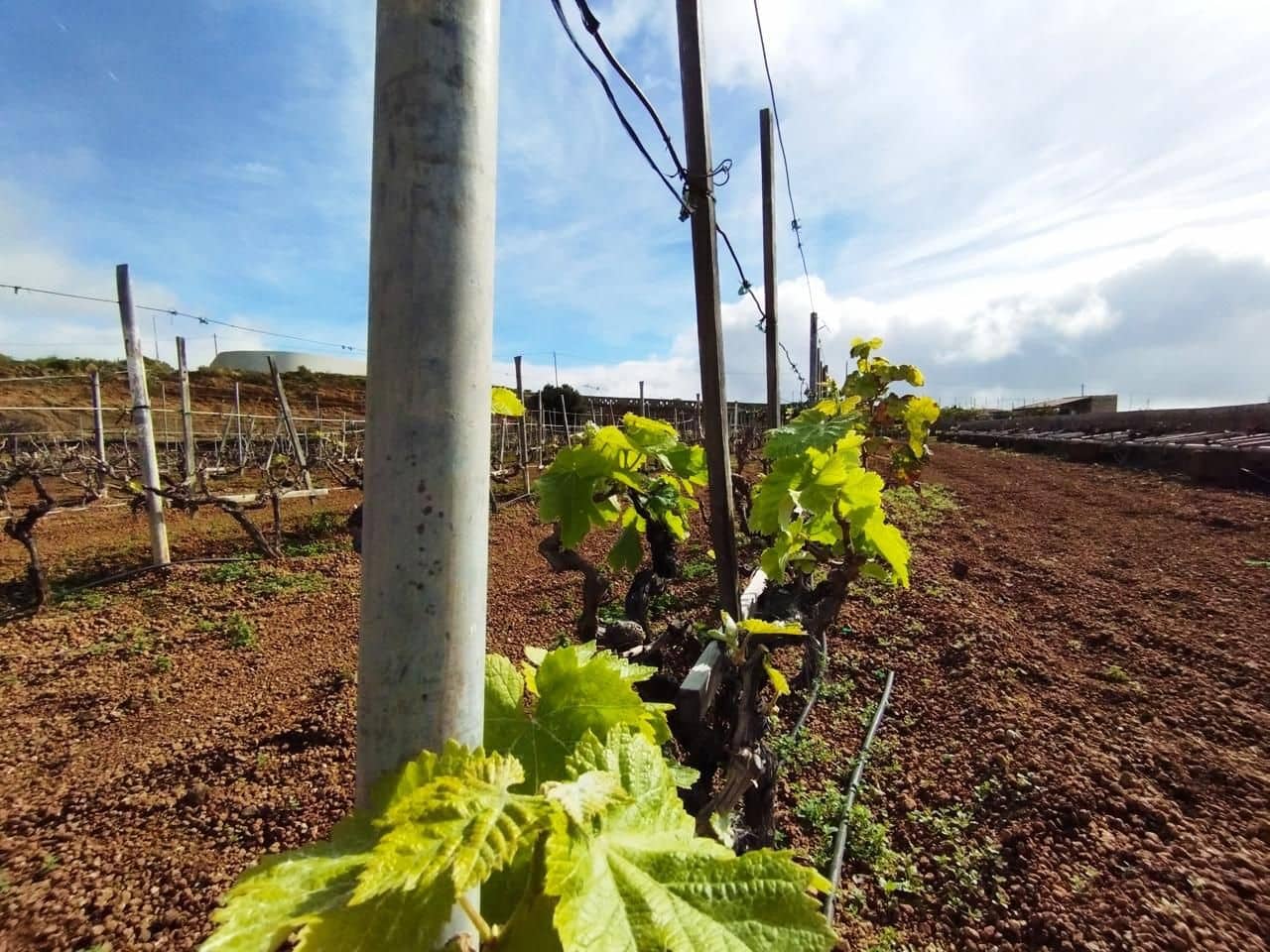 Grunde uden byggetilladelser til salg i El Rio de Arico - € 156.000 (Ref: 8557782)