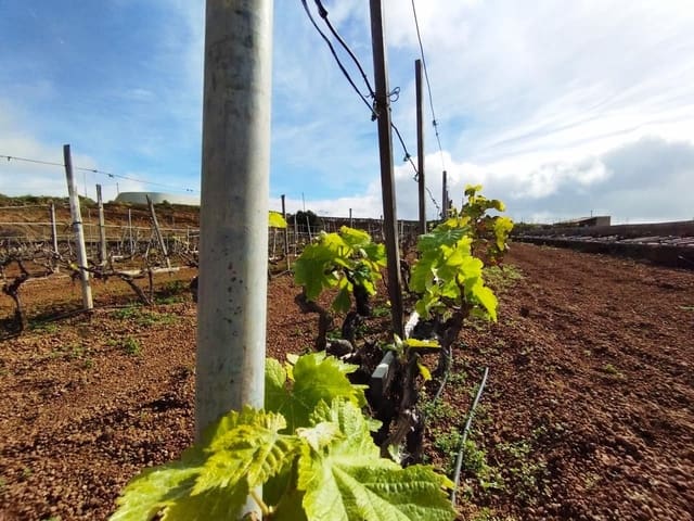 Terre non Aménagée à vendre à El Rio de Arico, Arico - 156 000 € (Ref: 8557782)