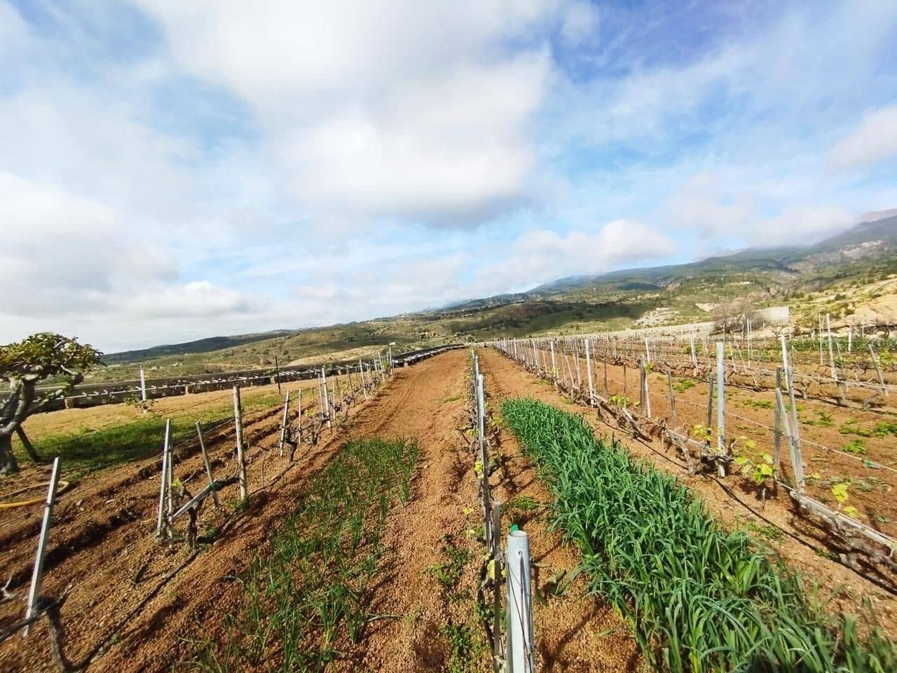 Grunde uden byggetilladelser til salg i El Rio de Arico - € 156.000 (Ref: 8557782)