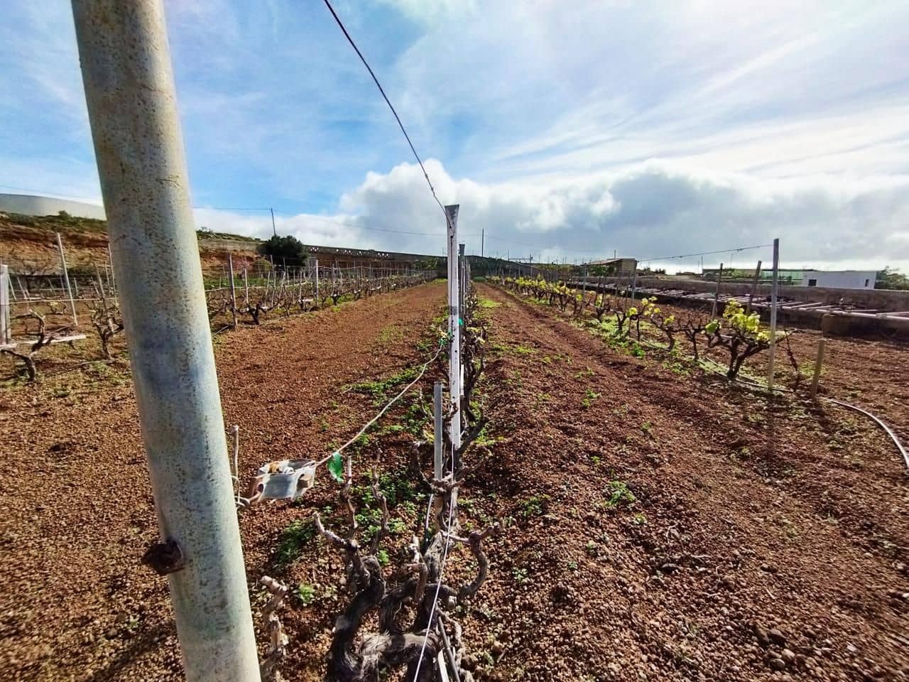 Grunde uden byggetilladelser til salg i El Rio de Arico - € 156.000 (Ref: 8557782)