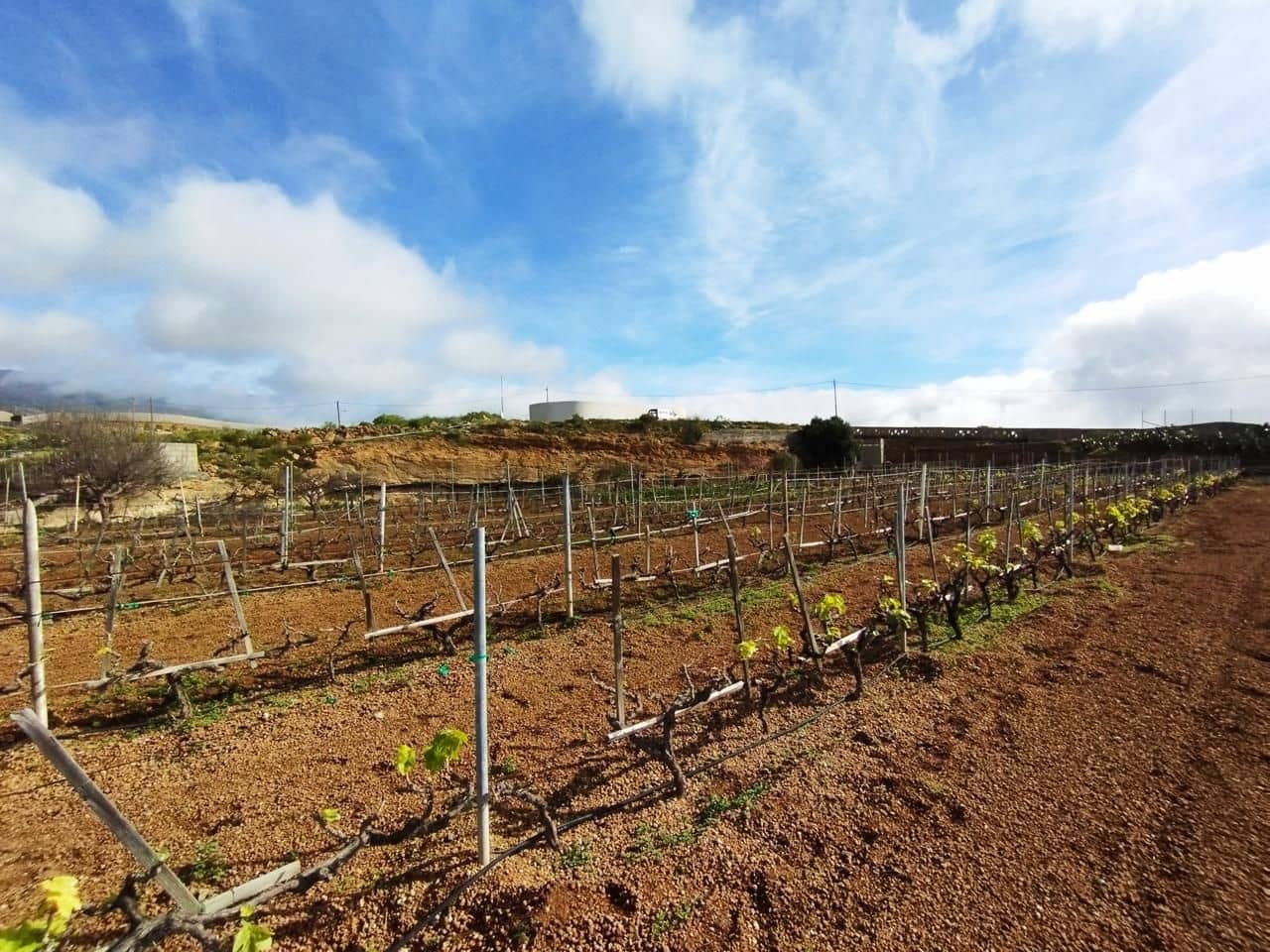 Grunde uden byggetilladelser til salg i El Rio de Arico - € 156.000 (Ref: 8557782)