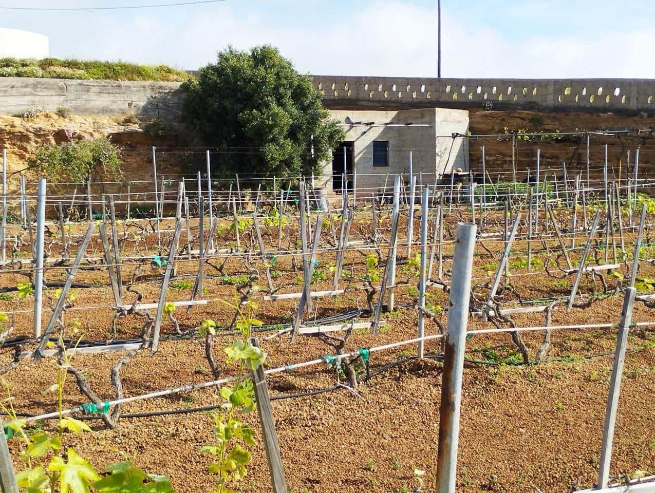 Grunde uden byggetilladelser til salg i El Rio de Arico - € 156.000 (Ref: 8557782)