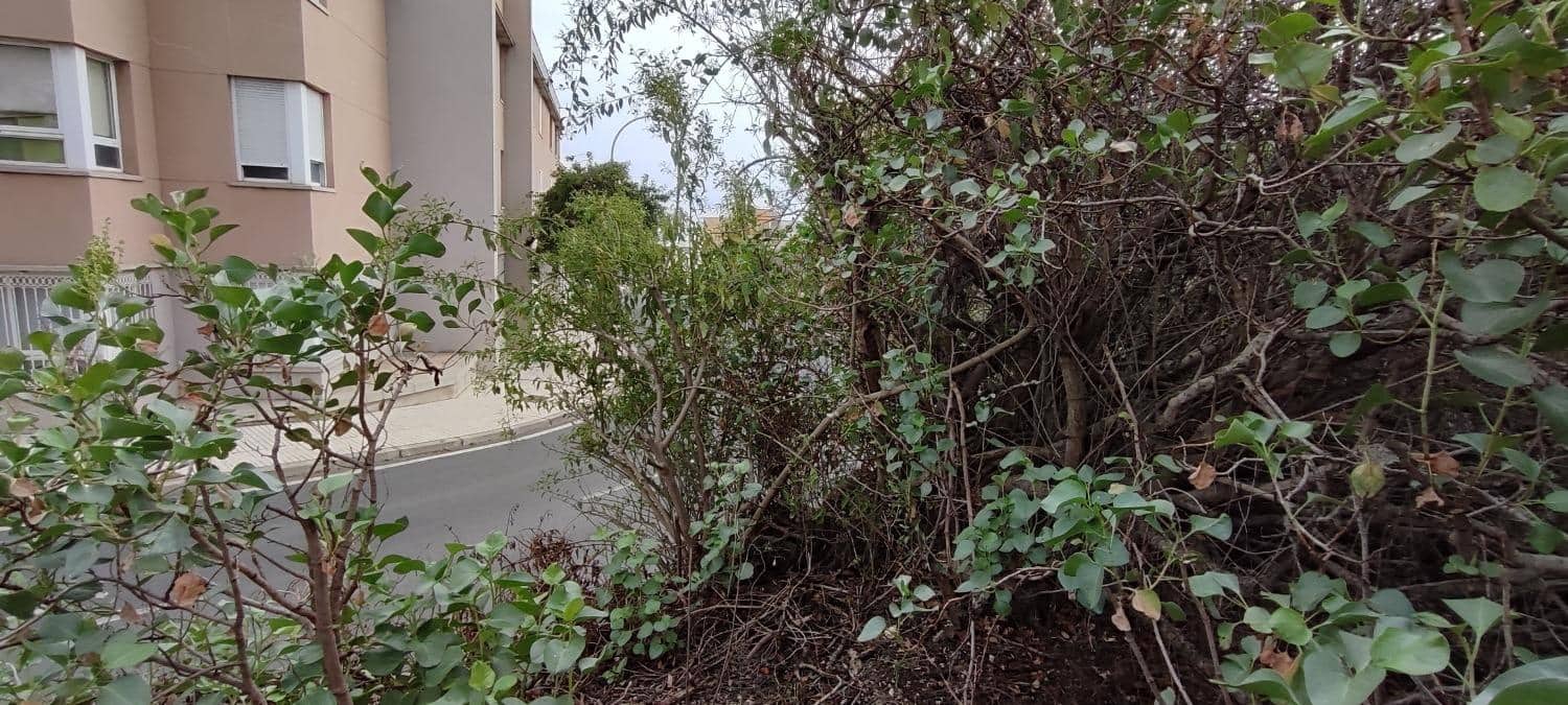 Byggetomt til salgs i Fasnia - € 70 000 (Ref: 8639316)