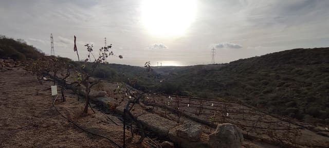 Terre non Aménagée à vendre à Chimiche, Granadilla de Abona - 165 000 € (Ref: 8691101)