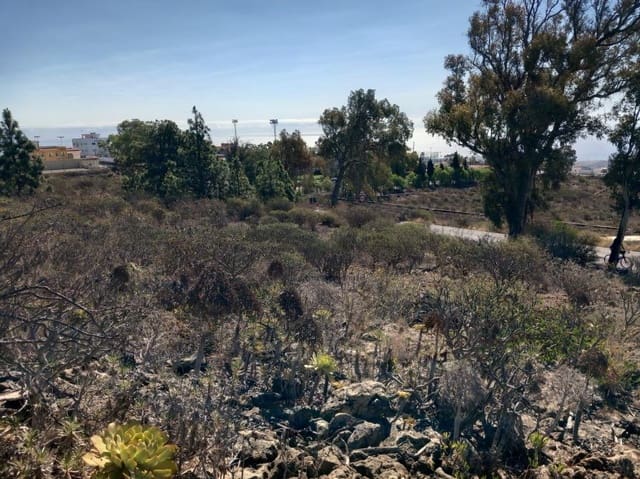 Terre non Aménagée à vendre à Granadilla de Abona - 157 000 € (Ref: 8827530)