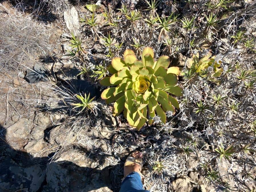 Grunde uden byggetilladelser til salg i Granadilla de Abona - € 157.000 (Ref: 8827530)