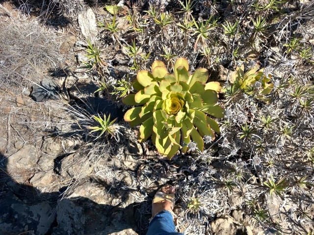 Terre non Aménagée à vendre à Granadilla de Abona - 157 000 € (Ref: 8827530)