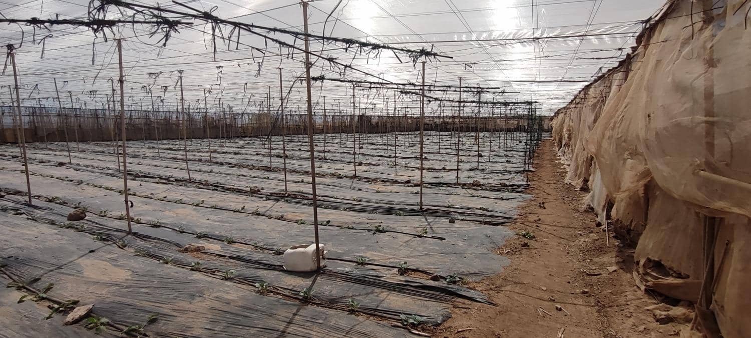 Grunde uden byggetilladelser til salg i Chimiche - € 156.800 (Ref: 8879832)