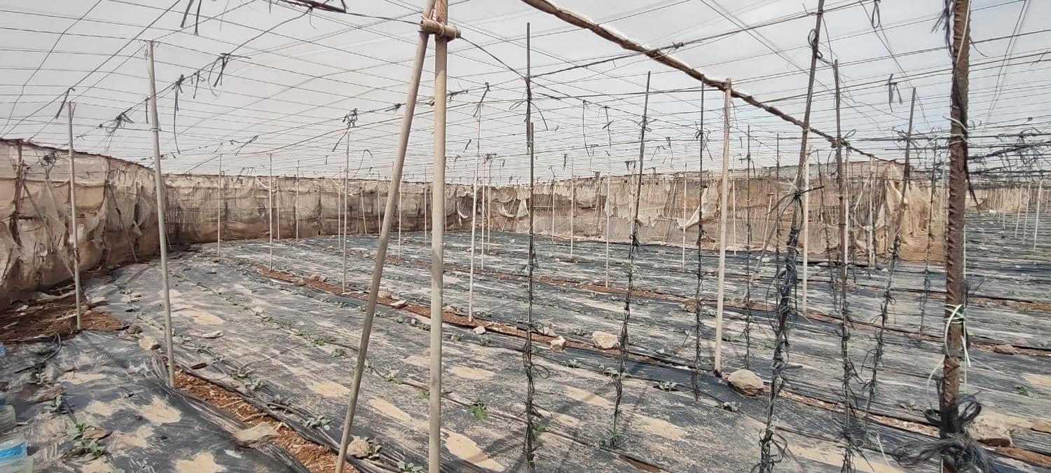 Grunde uden byggetilladelser til salg i Chimiche - € 156.800 (Ref: 8879832)