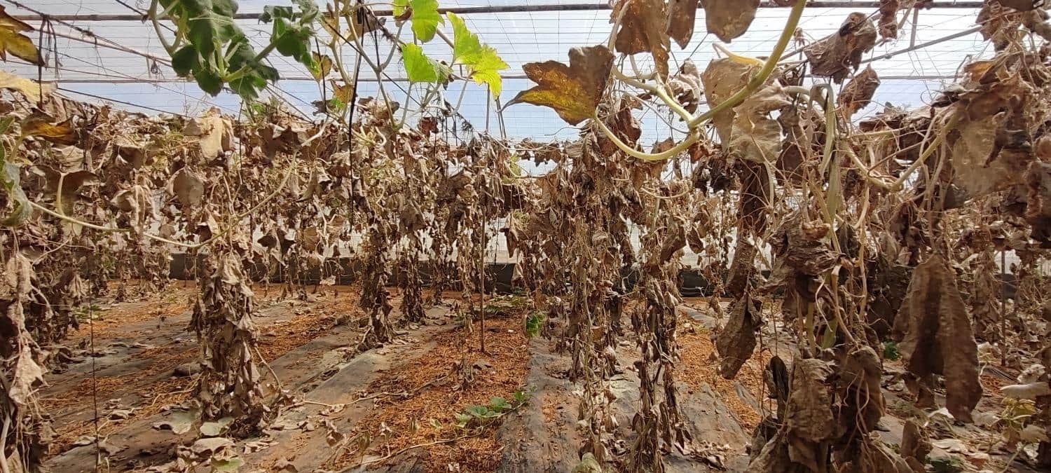 Grunde uden byggetilladelser til salg i Chimiche - € 156.800 (Ref: 8879832)