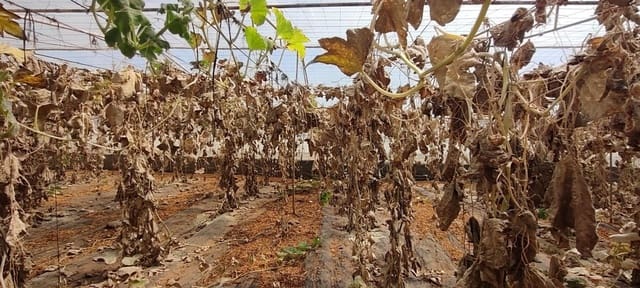 Undeveloped Land for sale in Chimiche, Granadilla de Abona - € 156,800 (Ref: 8879832)