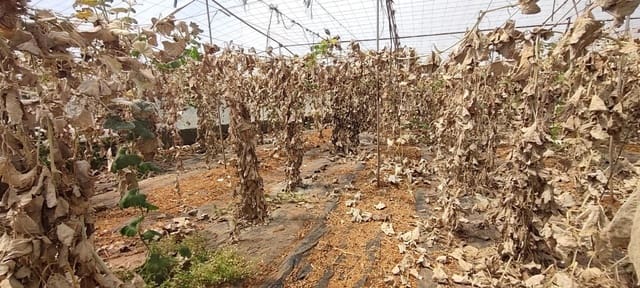 Undeveloped Land for sale in Chimiche, Granadilla de Abona - € 156,800 (Ref: 8879832)