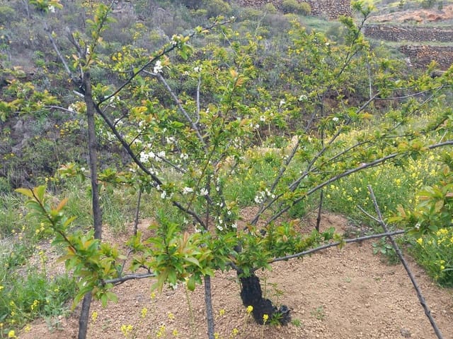 5 soveværelse Finca/Landehus til salg i Vilaflor - € 173.000 (Ref: 9014660)