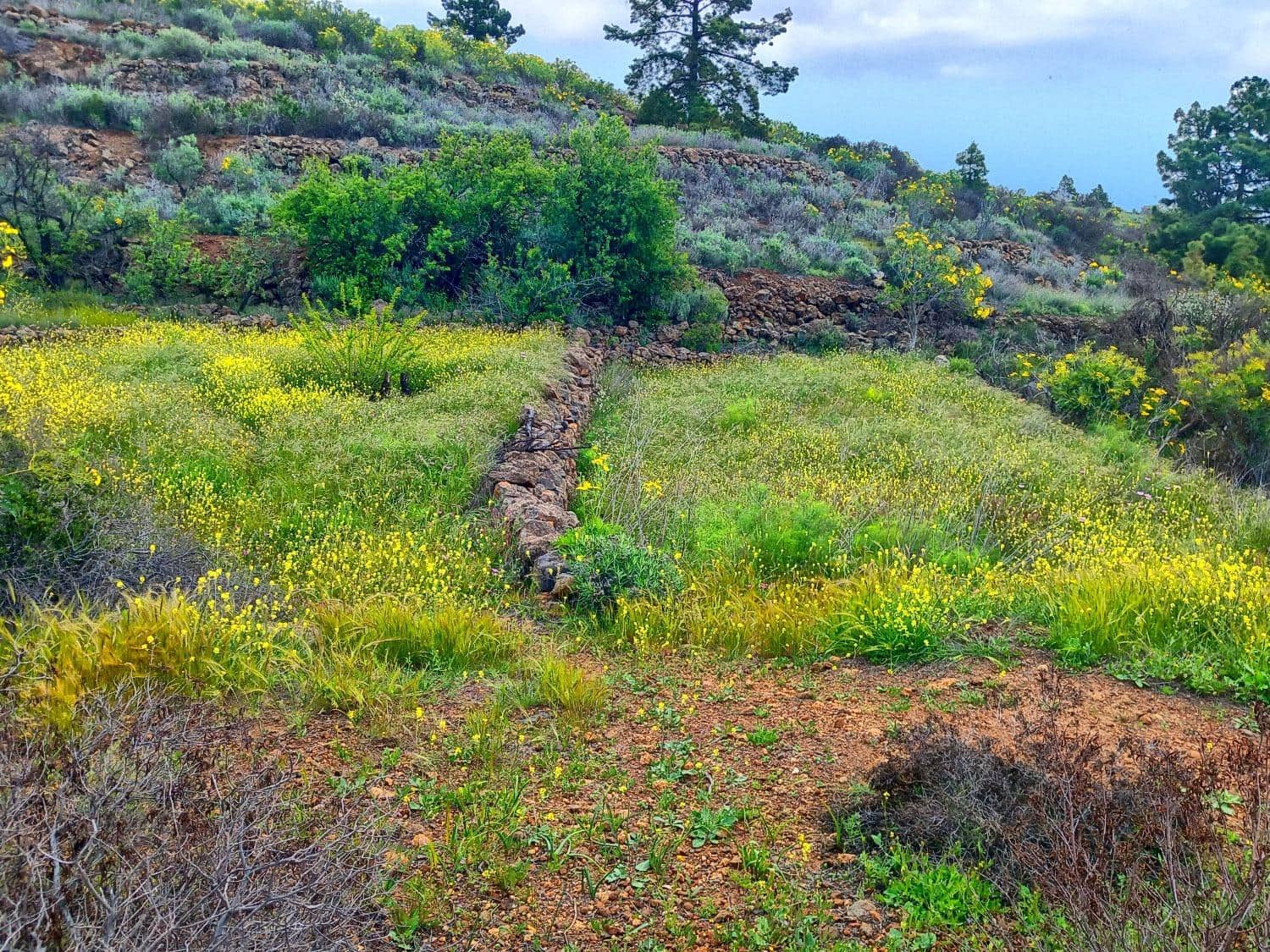 5 soveværelse Finca/Landehus til salg i Vilaflor - € 173.000 (Ref: 9014660)