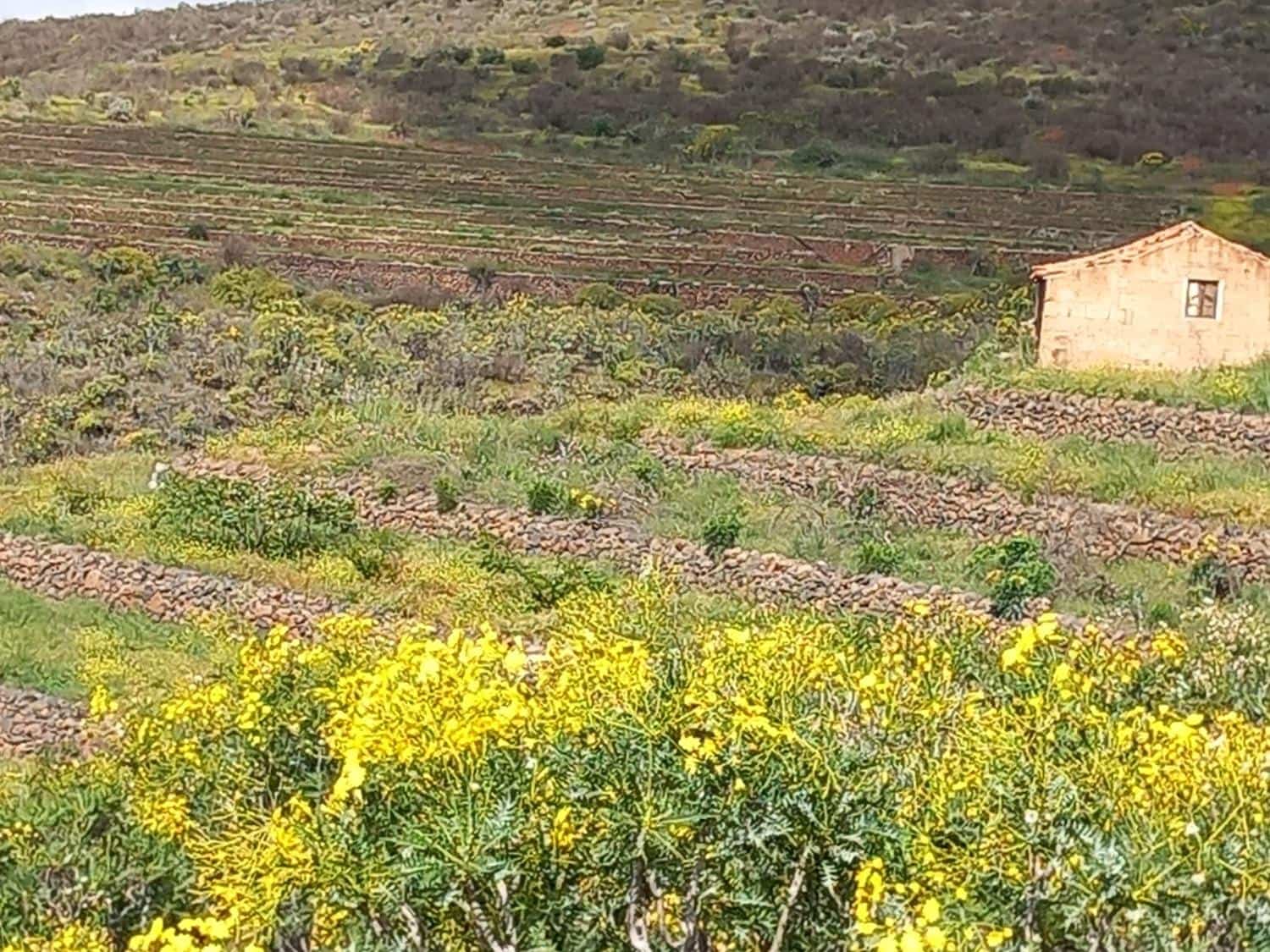 5 soveværelse Finca/Landehus til salg i Vilaflor - € 173.000 (Ref: 9014660)