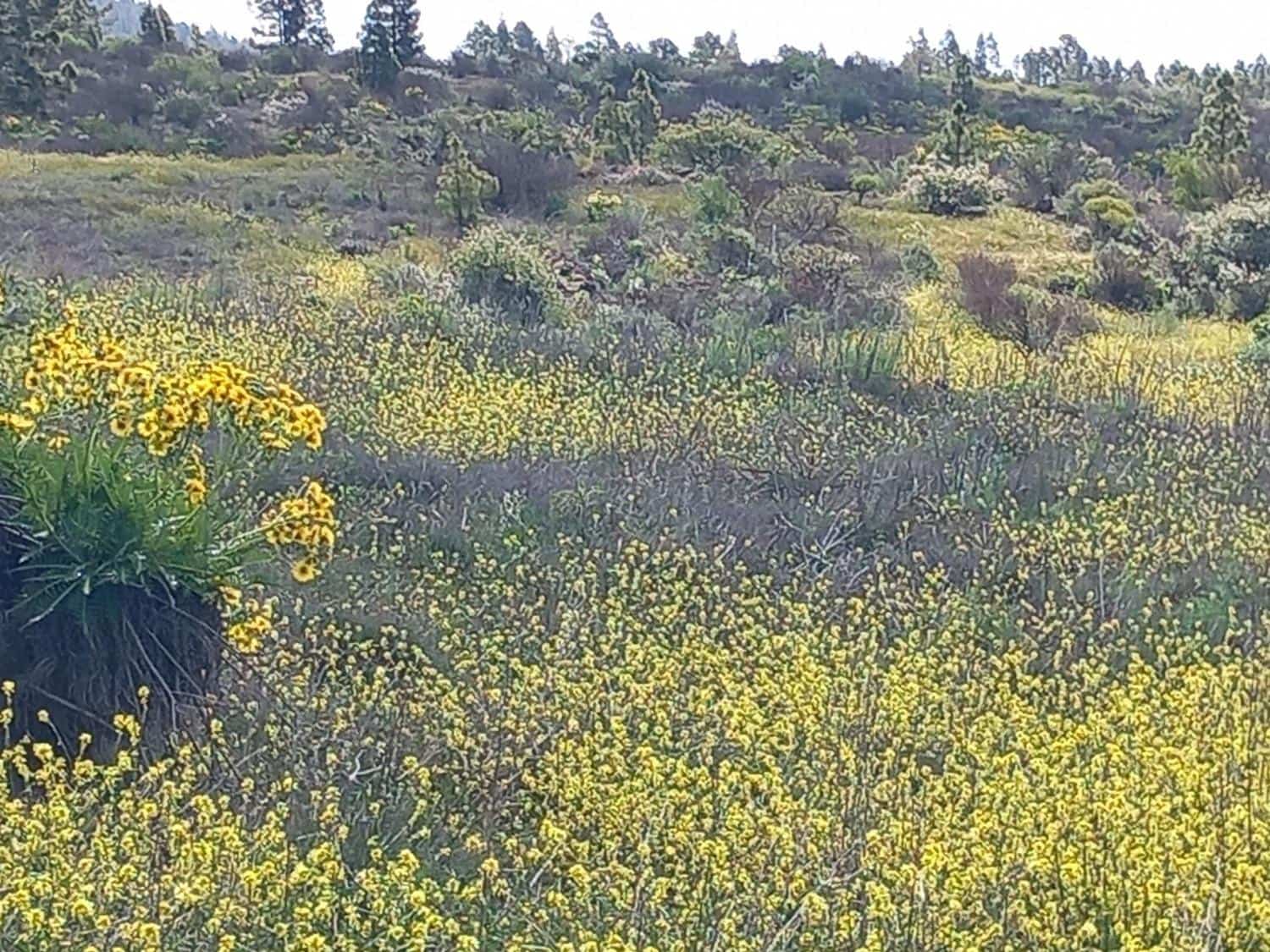 5 soveværelse Finca/Landehus til salg i Vilaflor - € 173.000 (Ref: 9014660)