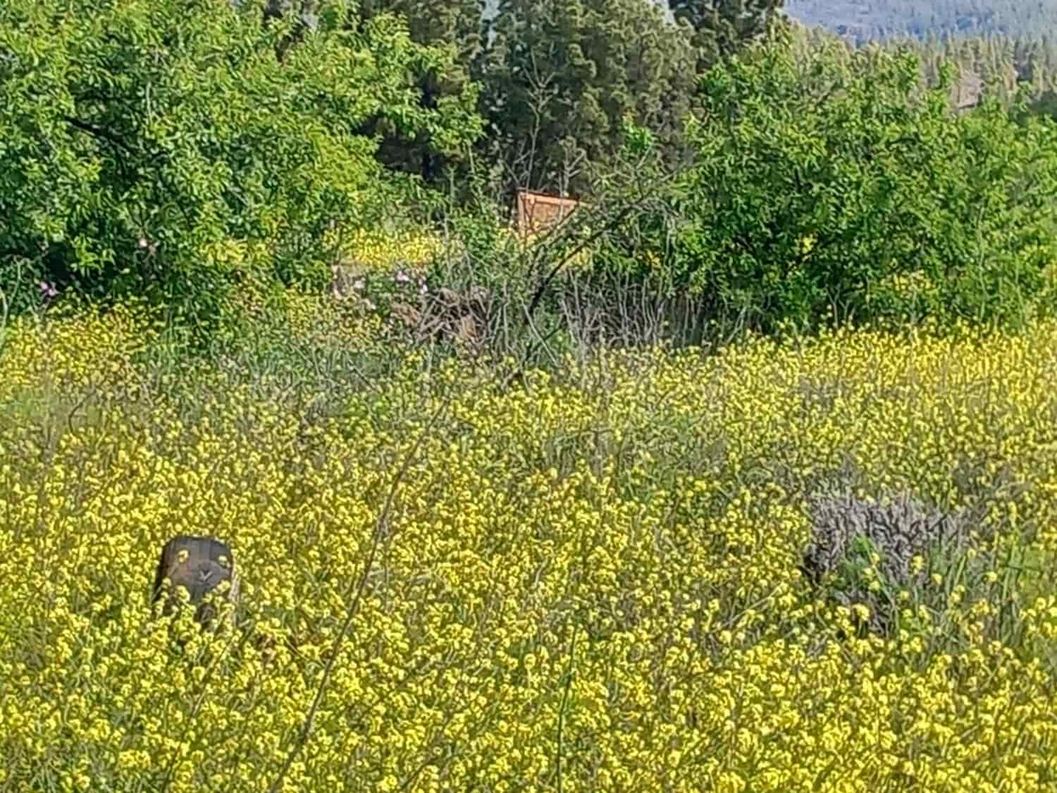 5 soveværelse Finca/Landehus til salg i Vilaflor - € 173.000 (Ref: 9014660)