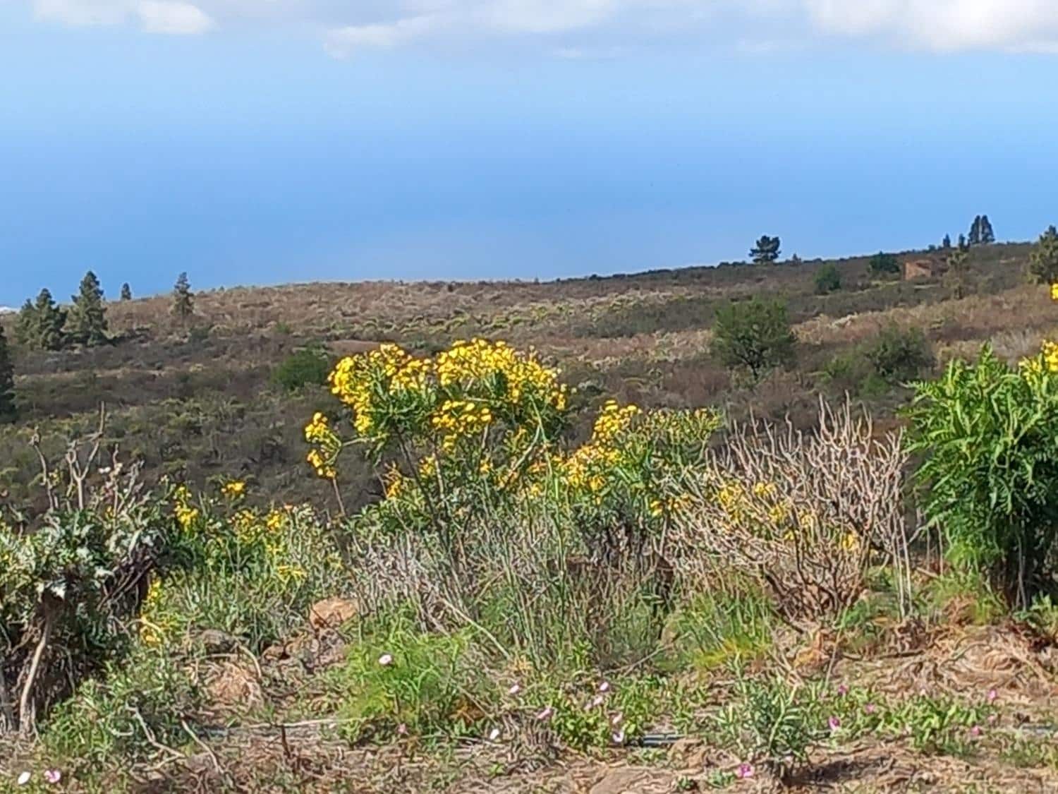 5 soveværelse Finca/Landehus til salg i Vilaflor - € 173.000 (Ref: 9014660)